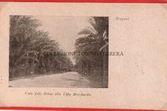 VIALE-DELLE-PALME-ALLA-VILLA-MARGHERITA-F.B.T